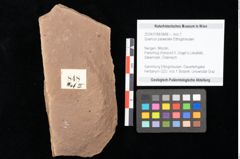 Foto (Objekt + Etikett) von Quercus palaeoilex Ettingshausen (NHMW-GEO-2024-0188-0848)